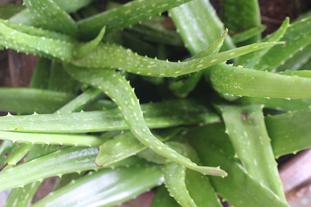 Aloe vera is listed among the most ancient plants in the world.